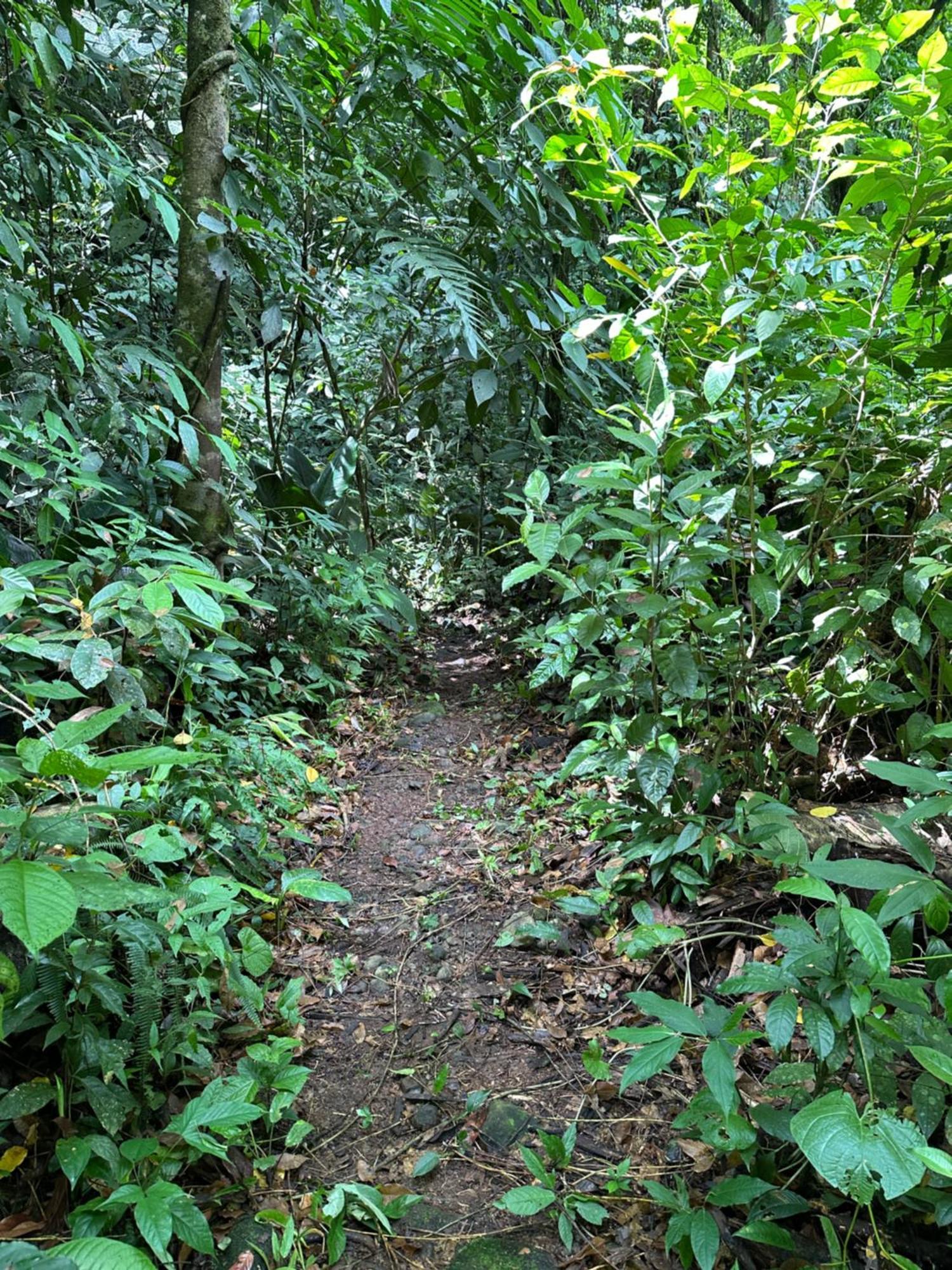 Casa Rio Blanco Eco Friendly B&B Guapiles Ngoại thất bức ảnh
